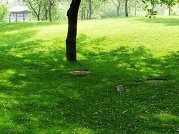 堿茅草種子多久能發(fā)芽,播種方法是什么? 堿茅草種子多久能發(fā)芽,播種方法是什么?