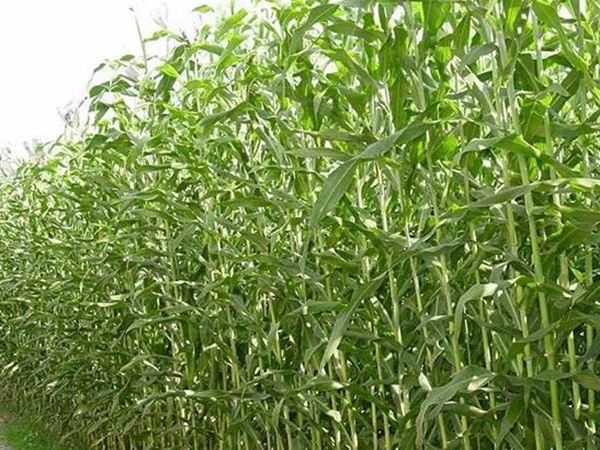 甜高粱的種植技術,種植需要注意什么 甜高粱的種植技術,種植需要注意什么
