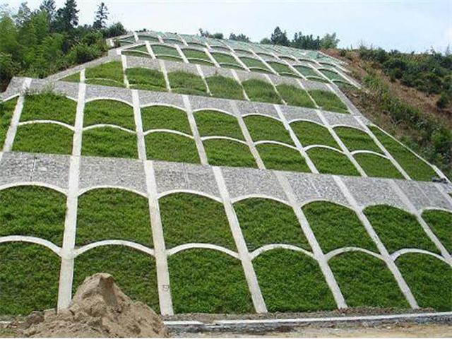 生命力頑強、耐踐踏又美觀的狗牙根草坪 生命力頑強、耐踐踏又美觀的狗牙根草坪