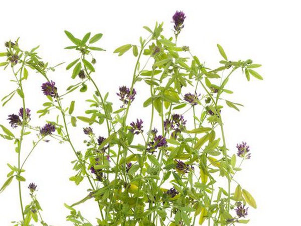 養(yǎng)羊如何選擇牧草？有什么需要注意的？