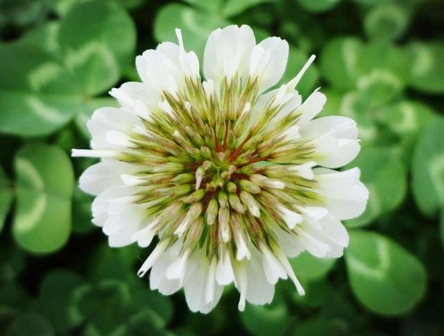 白三葉魅力為啥如此的大,觀賞性大,居然那么多的人都去種植 白三葉魅力為啥如此的大,觀賞性大,居然那么多的人都去種植