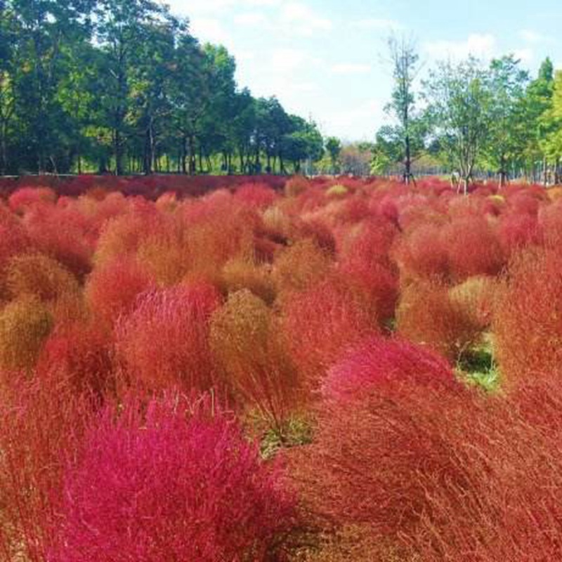 紅色地膚 紅色地膚