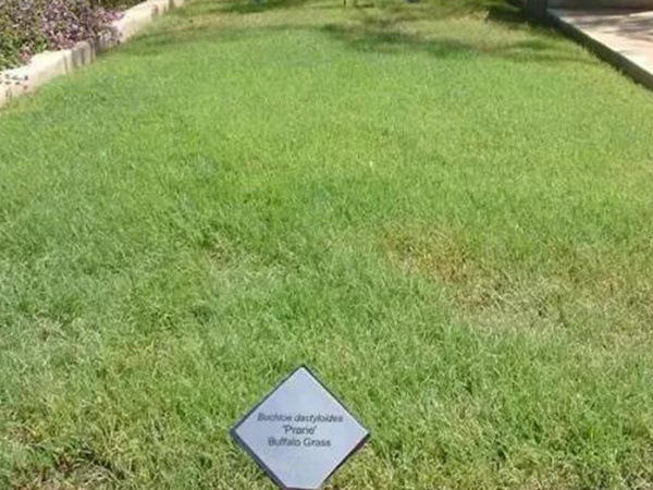 野牛草草坪建植特點(diǎn)以及介紹 野牛草草坪建植特點(diǎn)以及介紹