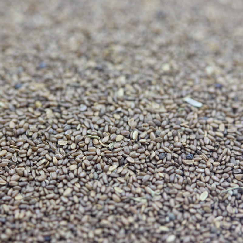 風(fēng)鈴花 風(fēng)鈴花