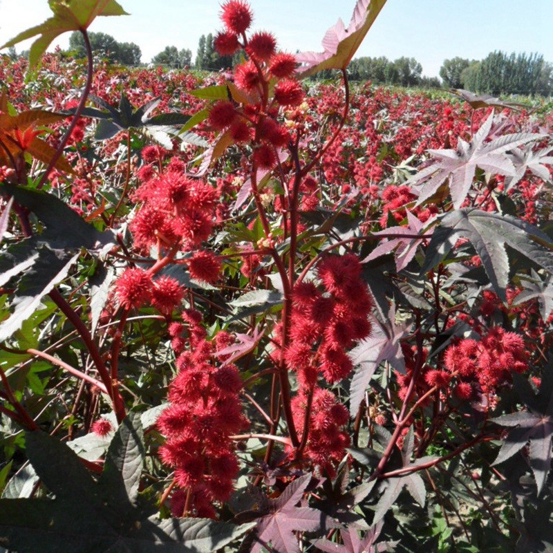 紅色蓖麻 紅色蓖麻