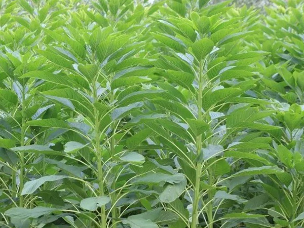 籽粒莧是一種什么植物,又什么作用 籽粒莧是一種什么植物,又什么作用