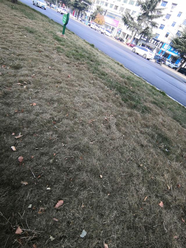 狗牙根草坪的養(yǎng)護(hù)管理措施都在這了 狗牙根草坪的養(yǎng)護(hù)管理措施都在這了