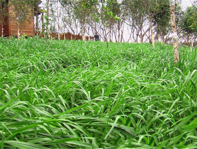 多年生黑麥草是什么?多年生黑麥草的種植方法是什么? 多年生黑麥草是什么?多年生黑麥草的種植方法是什么?