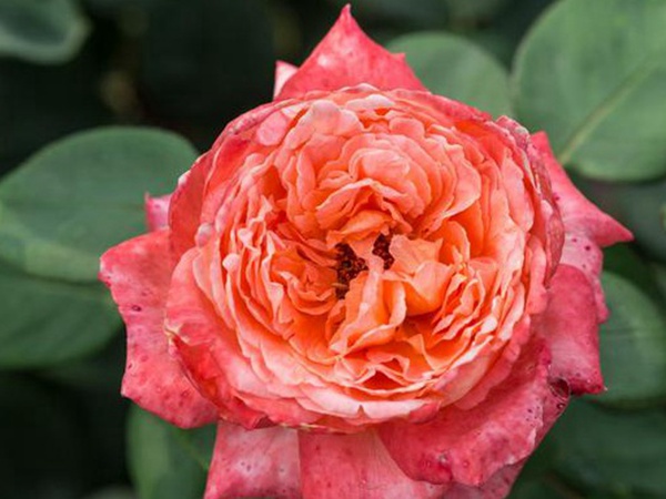 串葉松香飼用價值及方法以及播種技術(shù)