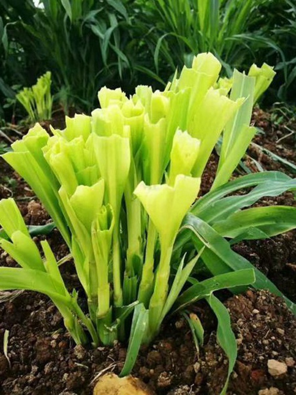 種植墨西哥玉米有這幾個要點,掌握好這幾個要點獲得高產量 種植墨西哥玉米有這幾個要點,掌握好這幾個要點獲得高產量