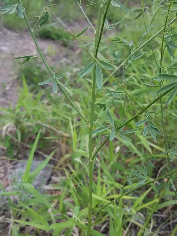 每日一種植——草木樨(狀黃耆) 每日一種植——草木樨(狀黃耆)