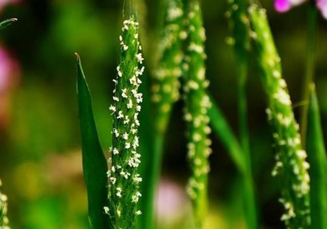 種植紫云英技巧方法,重視蟲害,要想產量高要注意的問題 種植紫云英技巧方法,重視蟲害,要想產量高要注意的問題