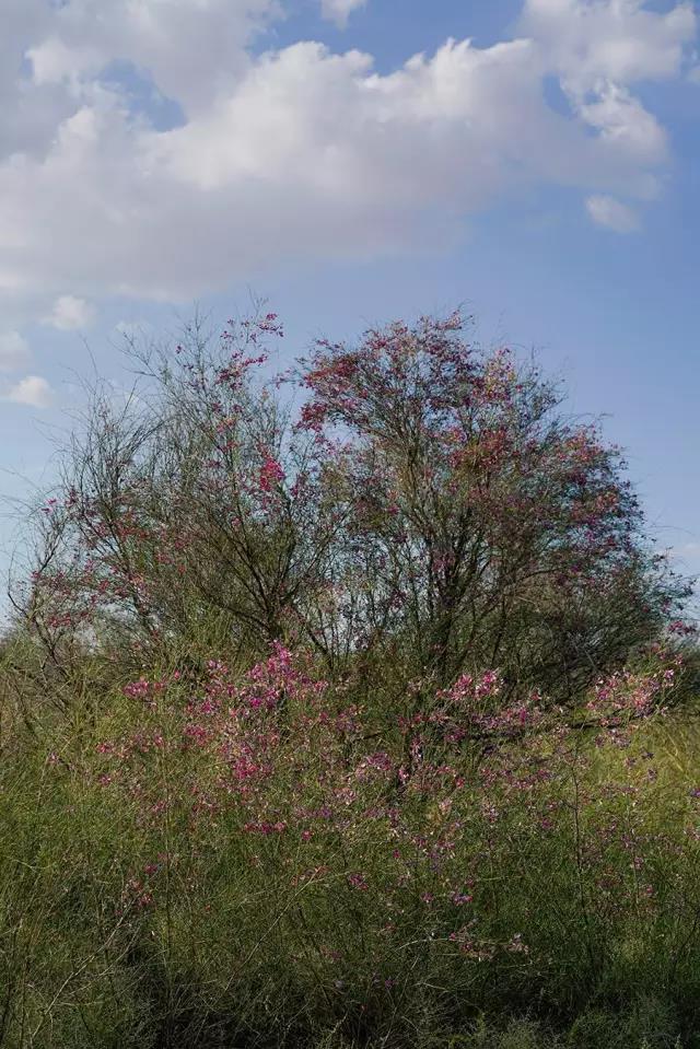 那十七公里的如此美的花棒到底是什么 那十七公里的如此美的花棒到底是什么
