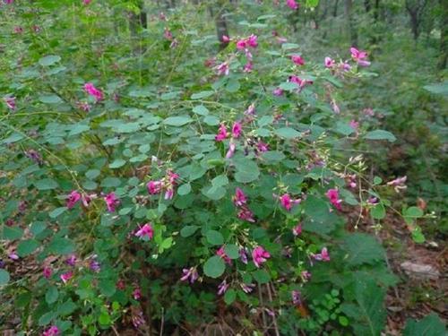 胡枝子的種植技術介紹，什么時候播種最佳？