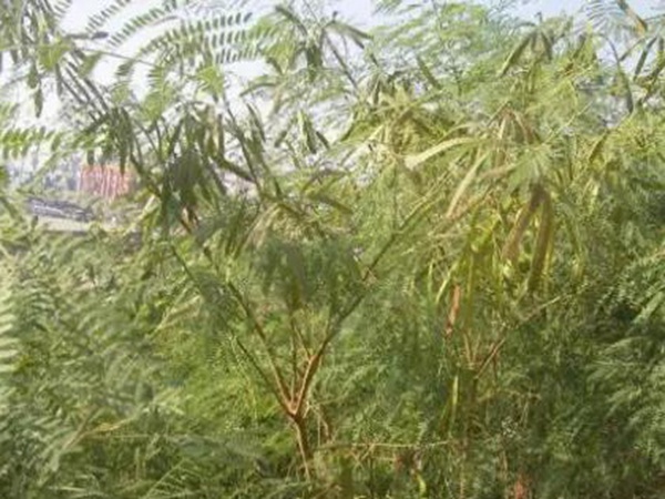 山毛豆繁殖方法以及習性特點 山毛豆繁殖方法以及習性特點