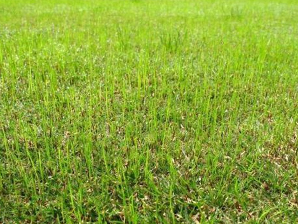 野牛草種植技術以及養護管理方法有哪些 野牛草種植技術以及養護管理方法有哪些