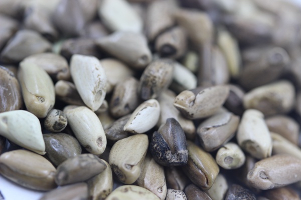 墨西哥玉米草種子種植技術(shù),掌握好才能順利養(yǎng)殖 墨西哥玉米草種子種植技術(shù),掌握好才能順利養(yǎng)殖