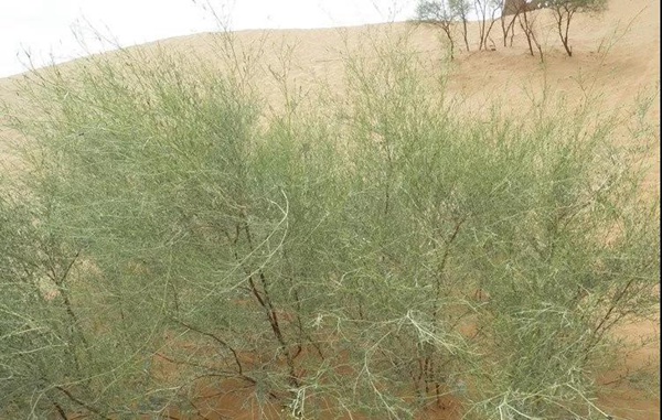 花棒主要價值,適合什么樣的環境下生長 花棒主要價值,適合什么樣的環境下生長