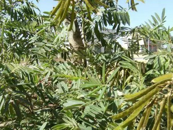 生態綠化種子有哪些,有什么需要注意的 生態綠化種子有哪些,有什么需要注意的