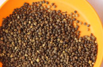 生命力頑強的鹽膚木，鹽膚木基本價值與種植技術介紹