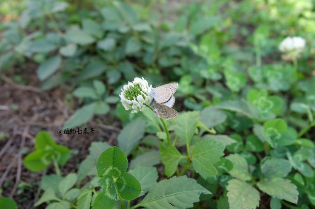 白三葉草,不但栽培,觀賞期長,管理方法簡單而且花繁葉茂 白三葉草,不但栽培,觀賞期長,管理方法簡單而且花繁葉茂