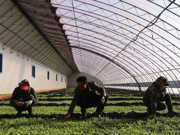 「菊苣」播種前準備與種植方法 「菊苣」播種前準備與種植方法