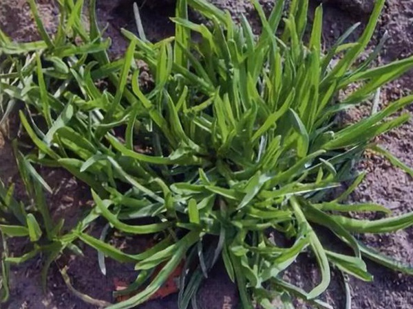 草坪種子——小麥田早熟禾怎么除？有什么方法去除？