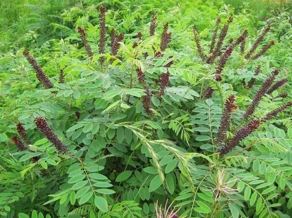 紫穗槐種子的種植方法與管理技術 紫穗槐種子的種植方法與管理技術