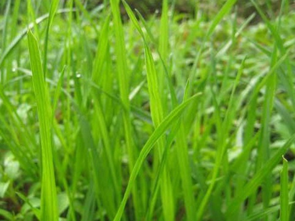 最適合養(yǎng)牛的四種牧草有哪些 最適合養(yǎng)牛的四種牧草有哪些