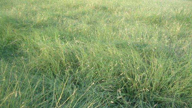 野牛草種植這幾個步驟一定要掌握好,種植就比較簡單 野牛草種植這幾個步驟一定要掌握好,種植就比較簡單