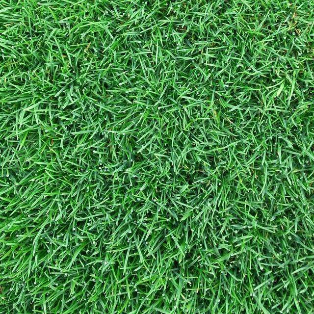 百慕大草坪經濟價值以及播種管理技術 百慕大草坪經濟價值以及播種管理技術