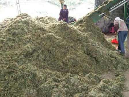 皇竹草可以養豬嗎？皇竹草牧草種子優點有哪些？