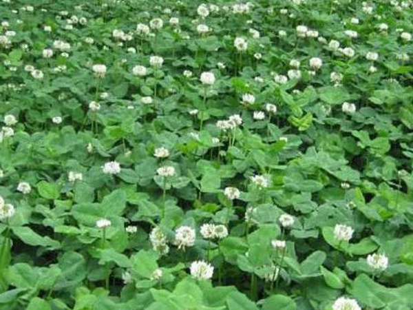 白三葉栽培管理方法及飼用價值 白三葉栽培管理方法及飼用價值
