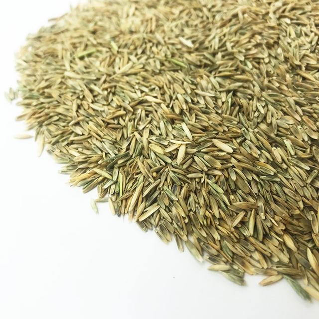 優質牧草種黑麥草,生長速度快,產量高,畜牧愛吃 優質牧草種黑麥草,生長速度快,產量高,畜牧愛吃