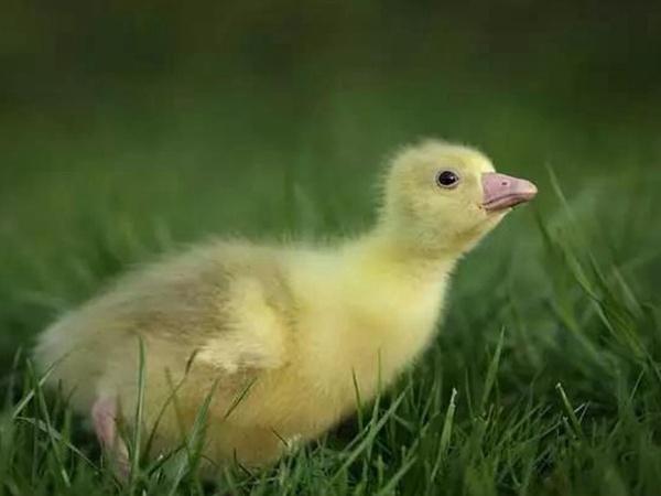 優質牧草種子一年生黑麥草栽培技術與播種方法 優質牧草種子一年生黑麥草栽培技術與播種方法