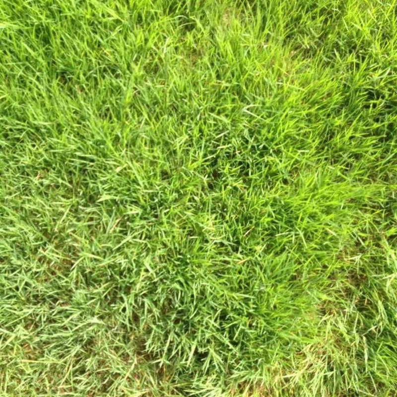 剪股穎綠化草坪種子草簡(jiǎn)介基本介紹 剪股穎綠化草坪種子草簡(jiǎn)介基本介紹