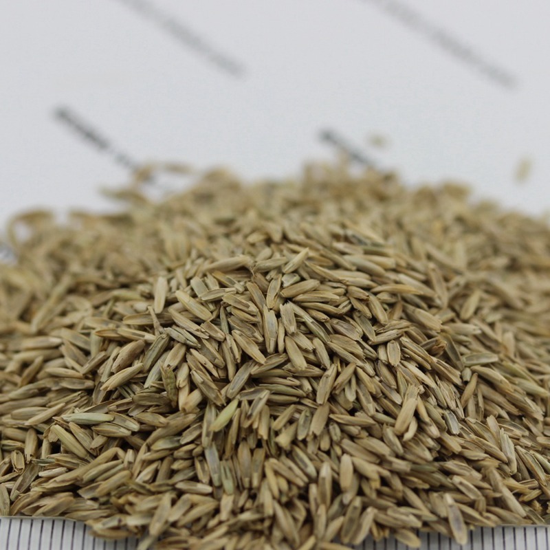 多年生黑麥草栽培技術與管理方法 多年生黑麥草栽培技術與管理方法