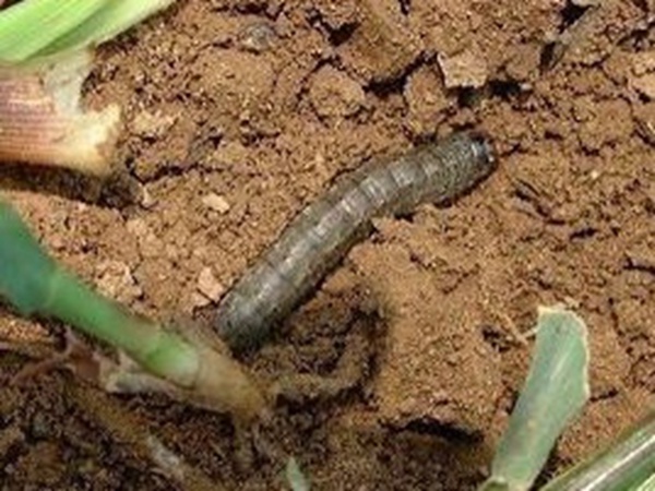 種植墨西哥玉米有這幾個要點,掌握好這幾個要點獲得高產量 種植墨西哥玉米有這幾個要點,掌握好這幾個要點獲得高產量