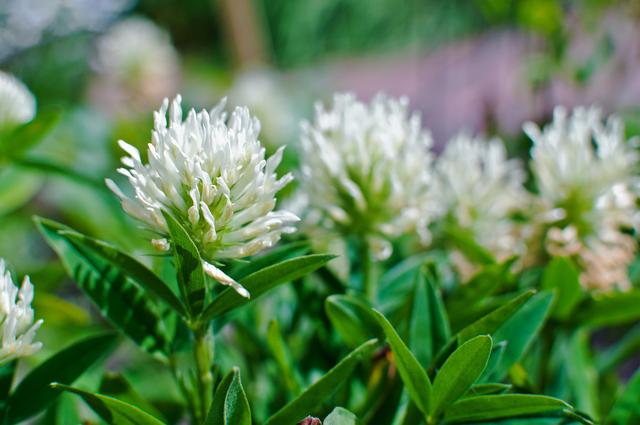 綠化草坪種子種植,白三葉的有點有哪些 綠化草坪種子種植,白三葉的有點有哪些