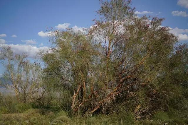 那十七公里的如此美的花棒到底是什么 那十七公里的如此美的花棒到底是什么