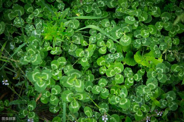 白三葉草優點有哪些,觀賞性怎么樣 白三葉草優點有哪些,觀賞性怎么樣