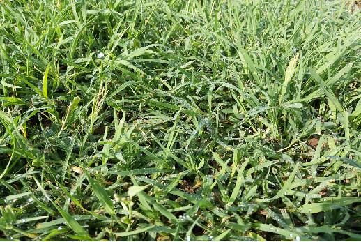 庭院草坪|院子里的天然草坪建植及養(yǎng)護(hù)方法 庭院草坪|院子里的天然草坪建植及養(yǎng)護(hù)方法