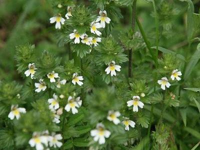 小米草的養殖方法以及管理技術有哪些 小米草的養殖方法以及管理技術有哪些