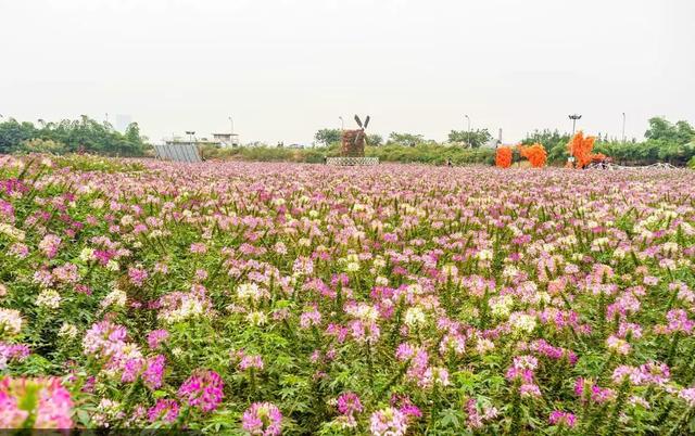 草坪有哪幾種分類你知道嗎? 草坪有哪幾種分類你知道嗎?