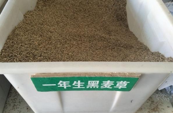 冬天適合播種的牧草——一年生黑麥草 冬天適合播種的牧草——一年生黑麥草