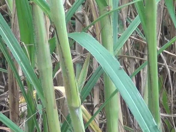 竹鼠粗糧—皇竹草種植方法與播種技術 竹鼠粗糧—皇竹草種植方法與播種技術