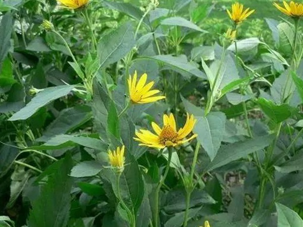 高產(chǎn)量優(yōu)質(zhì)牧草種子---串葉松香草