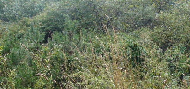 想種植披堿草，又不知道種植方法，這有幾個(gè)方法