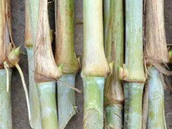 竹鼠粗糧—皇竹草種植方法與播種技術 竹鼠粗糧—皇竹草種植方法與播種技術