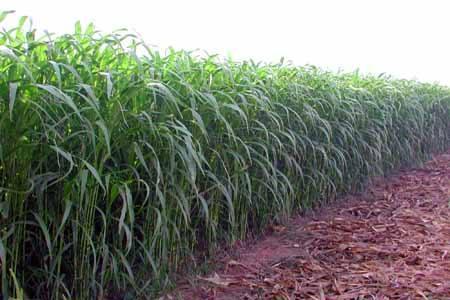 優質的牧草——蘇丹草，怎么種植可以高產